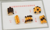 驗（yàn）證基因自由組合規律玉米標本（běn）