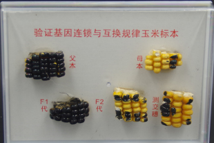驗證基因連（lián）鎖與互換規律玉米（mǐ）標本