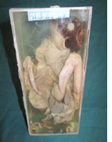 鴿解剖浸製標本