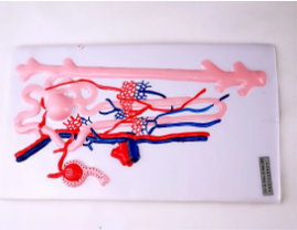 腎單位、腎小體模（mó）型