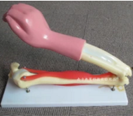 肘關節活動模型