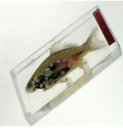 魚解剖浸製標本