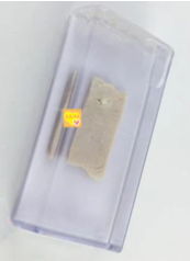 寄生（shēng）絛蟲（chóng）囊尾蚴豬肉浸製（zhì）標本