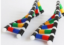 NA雙（shuāng）螺旋結構模（mó）型組件（jiàn）