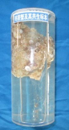 寄居蟹與其他生物共生標本