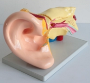 耳解剖（pōu）模型