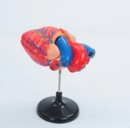 心髒解剖模型（xíng）