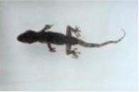 爬行類動物浸製標本