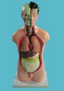 少年人（rén）體（tǐ）半身模型（xíng）